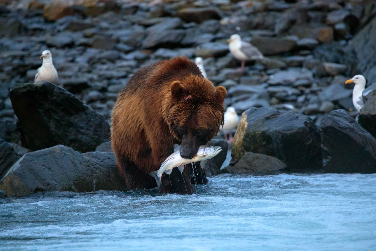 Grizzly Bear Watching in Canada's Great Bear Rainforest