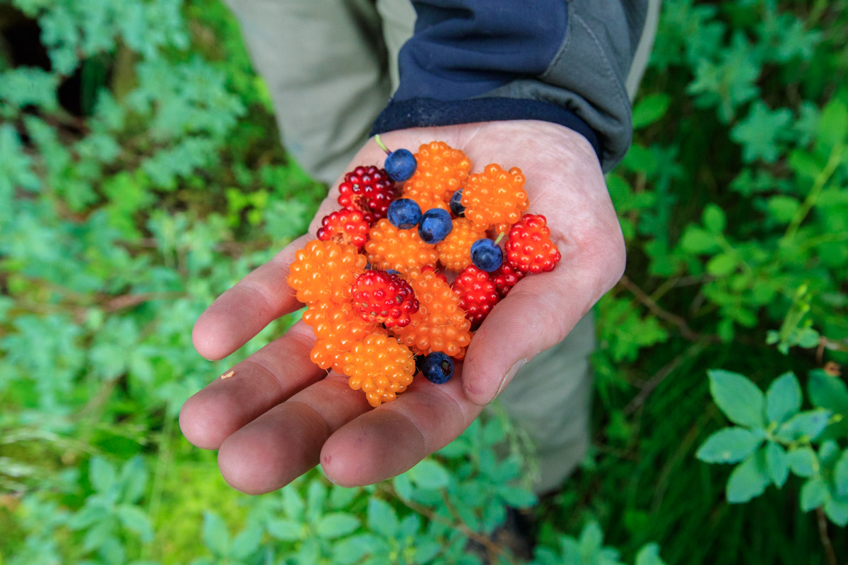 Berry Picking in Valdez, Alaska
